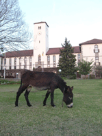 Wildlife in Grahamstown