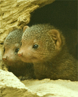 Dwarf Mongoose babies