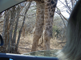 Giraffe - The Longest Legs in Africa