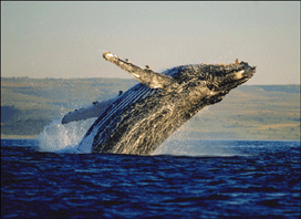 Hump-Backed Whale