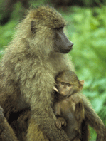 Nursing Baboon