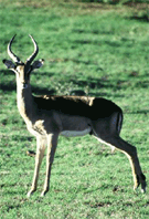 The Reedbuck