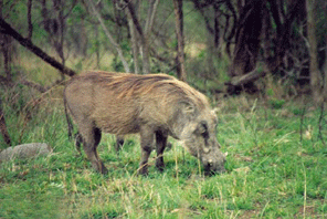 Warthog